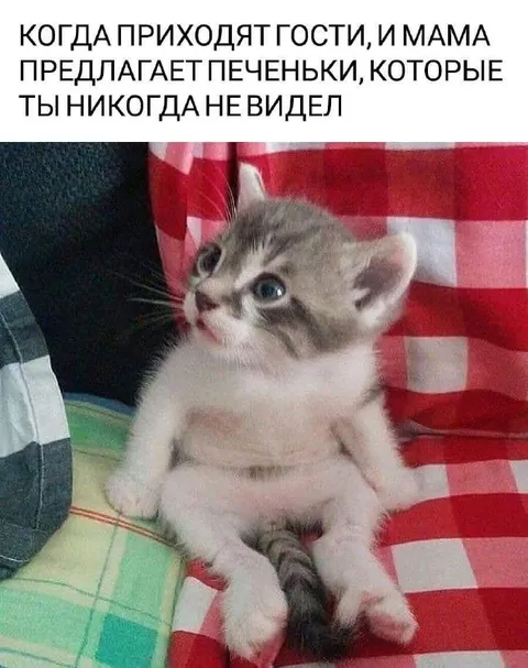 Котёнок впервые пробует печенье