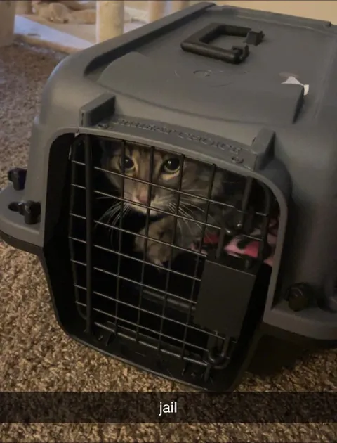 Cat in Jail
