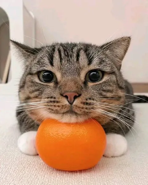 Кот держит мандарин