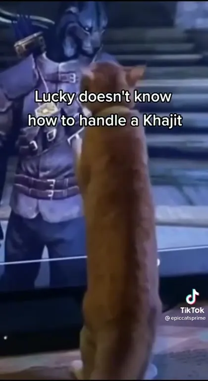Cat Meets a Khajiit