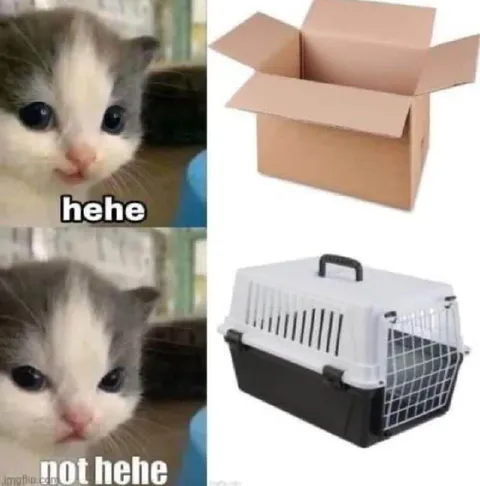 Hehe Not Hehe Cat Meme