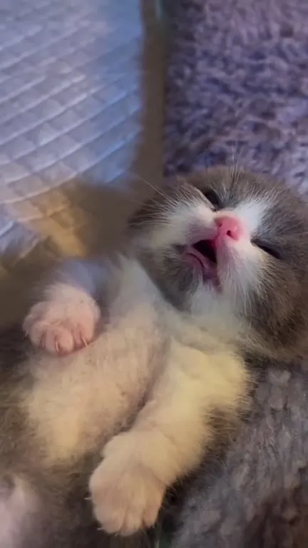 Сонный котёнок на пледе