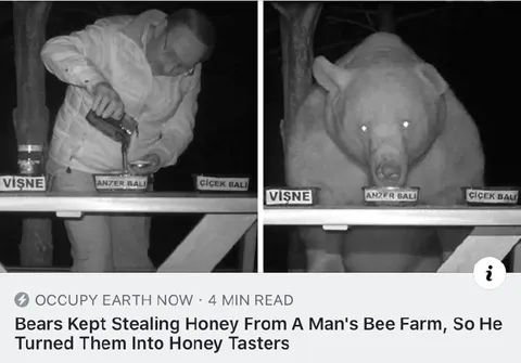 Bear Becomes Honey Taster