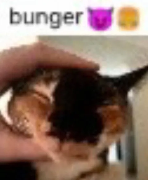 Bunger Cat Reaction