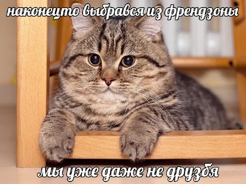 Кот, который не дружит с французами