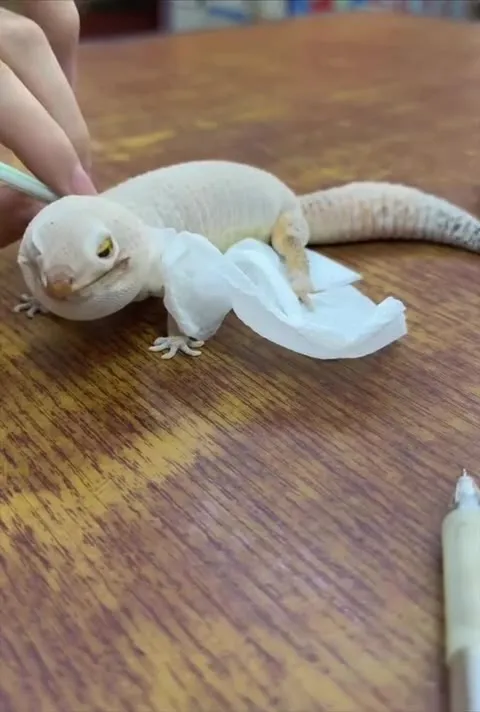 Ящерица снимает кожуру