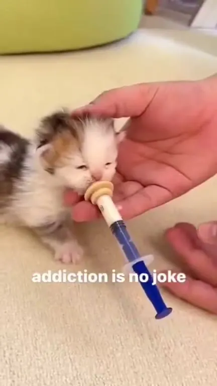 Kitten Addicted to the Pacifier