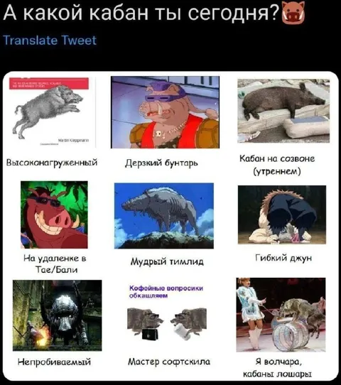 Какой кабан ты сегодня