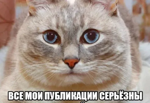 Серьёзный кот публикуется