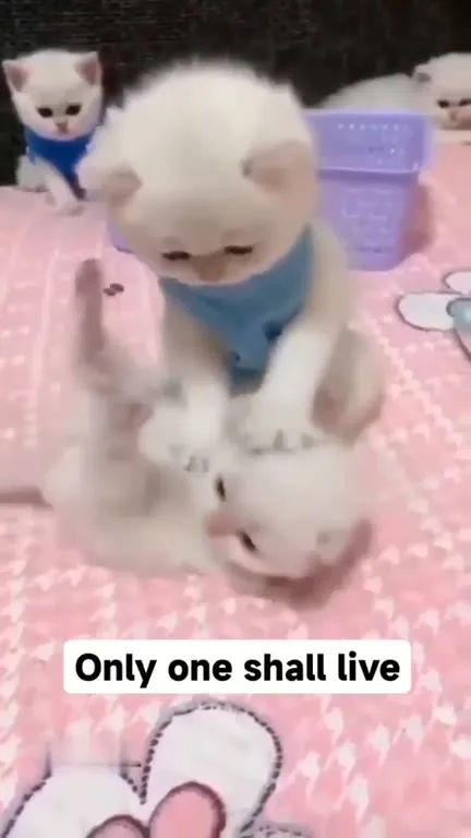 Only One Kitten Shall Live