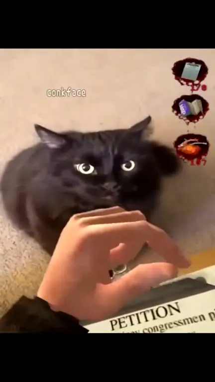 Cat Signs a Petition