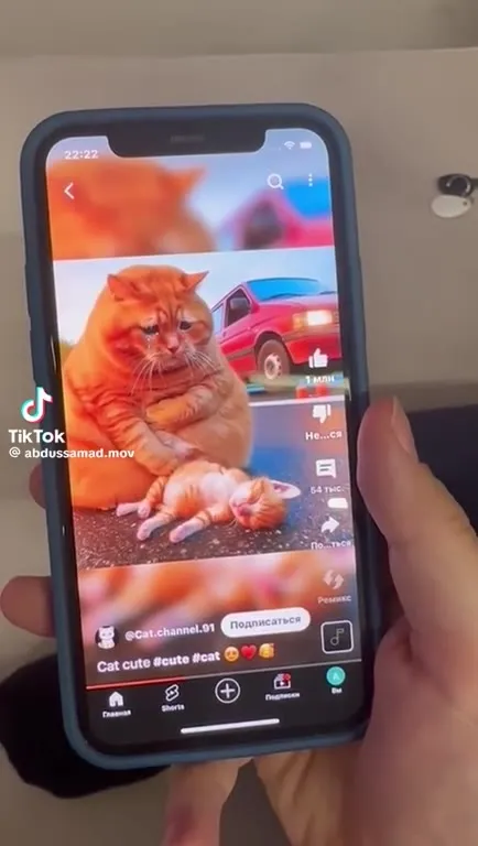 Котики довели до слёз