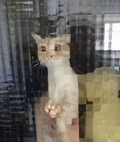 Кот за стеклом