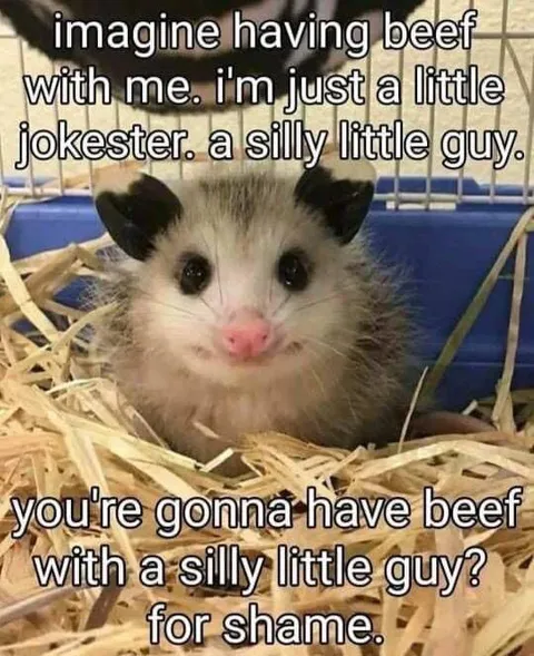 Silly Little Opossum Has Beef
