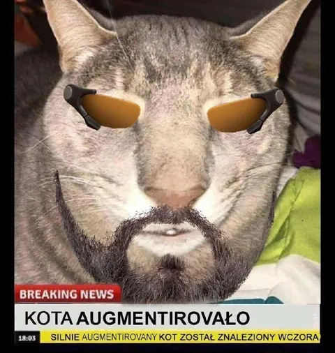 Silnie augmentowany kot