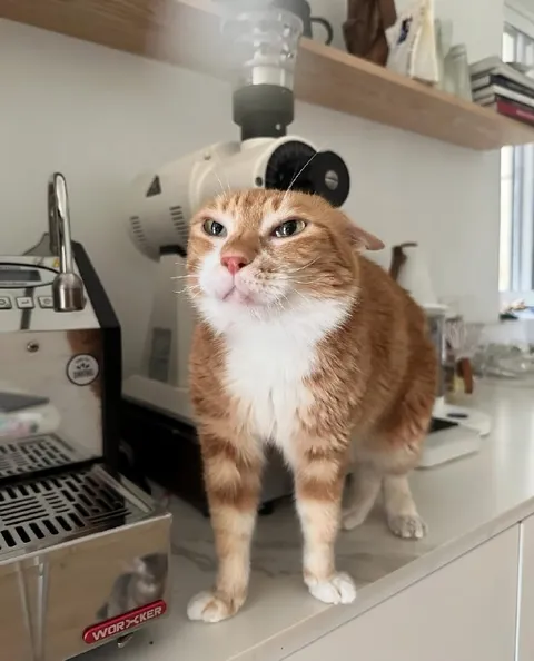 Кот на кофейной кухне