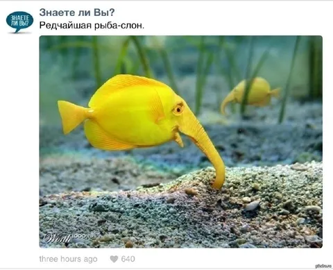 Редчайшая рыба-слон