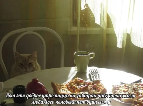 Кот завтракает пиццей