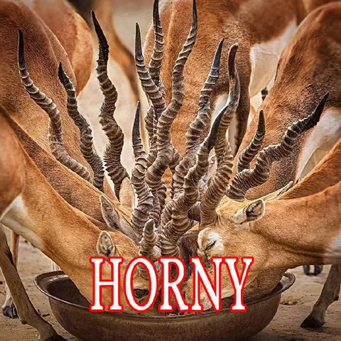Horny Antelope Herd