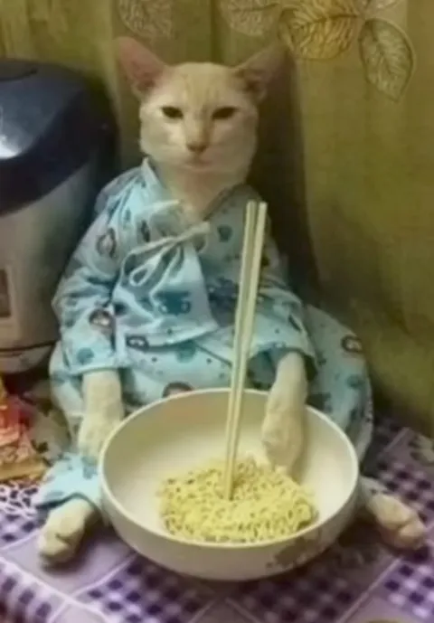 Кот ест лапшу палочками