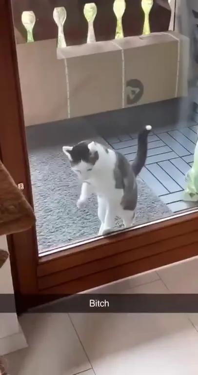 Bitch Cat Wants Inside