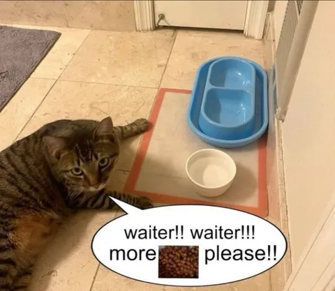 Cat Begging for More Food