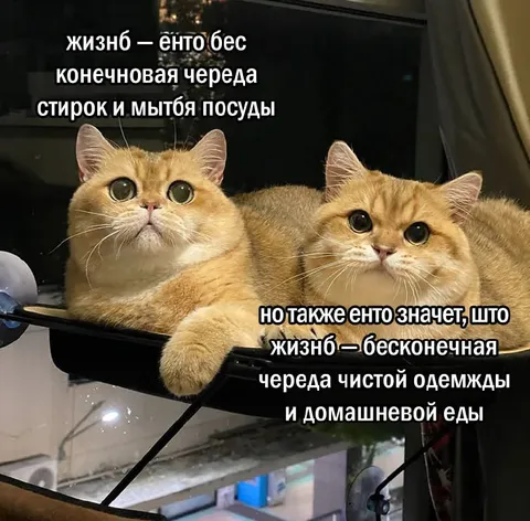 Кошки о бесконечной бытовухе