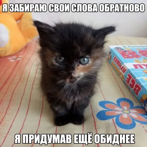 Котёнок придумал обиднее