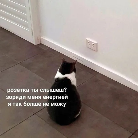 Кот просит зарядить его