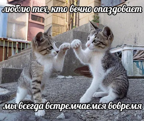 Коты, которые всегда опаздывают