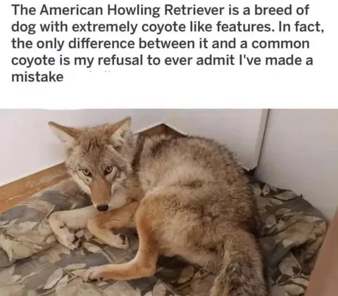 American Howling Retriever