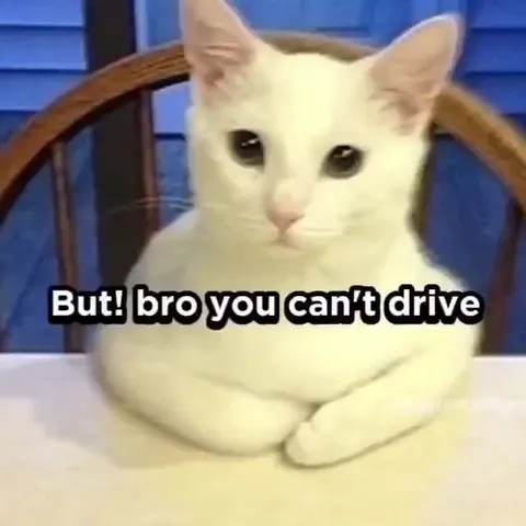 Cat Says He Can’t Drive