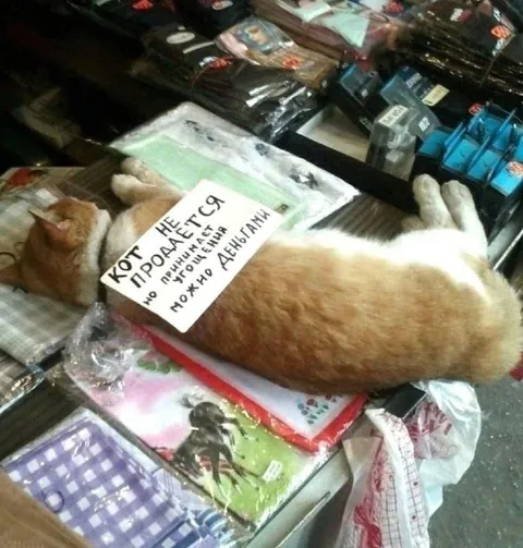 Кот не продаётся, но рычит