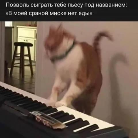 Кот играет пьесу о пустой миске