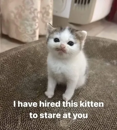 Kitten Hired to Stare