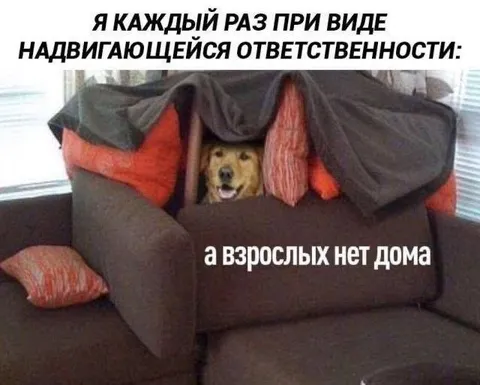 Собака прячется от ответственности