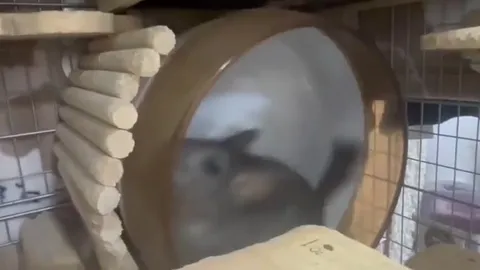 Хомяк выходит на крупный план