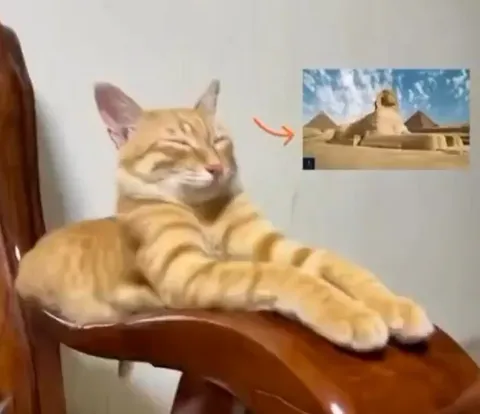 Кот сфинкс на стуле