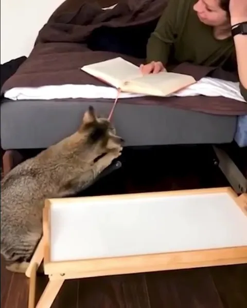 Кот украл закладку и убежал