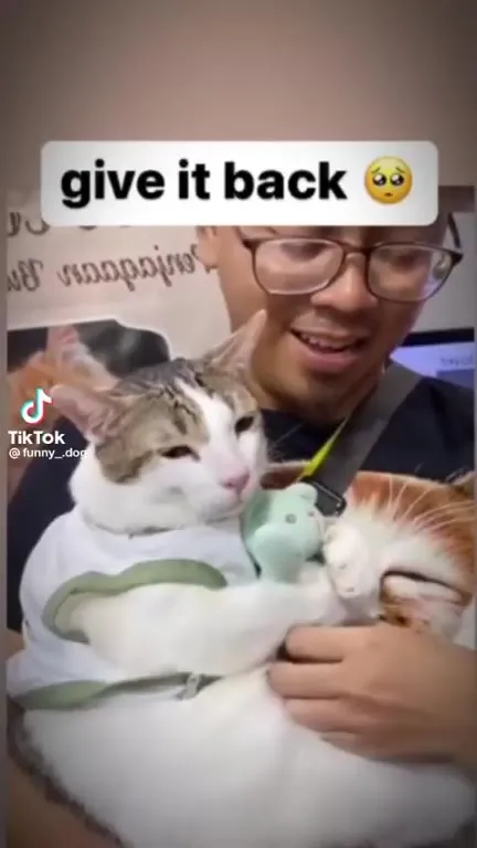 Give It Back Cat