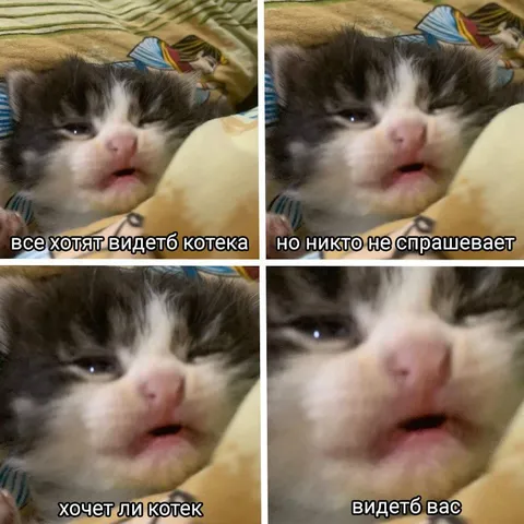 Котек хочет видеть вас