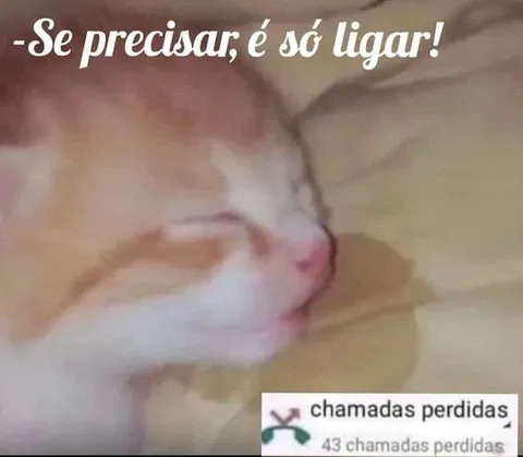 Gato ignorando 43 chamadas