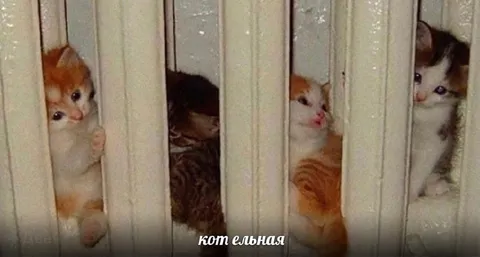 Кот ельная за решёткой
