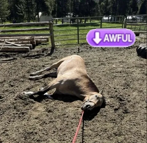 Horse Having an Awful Day