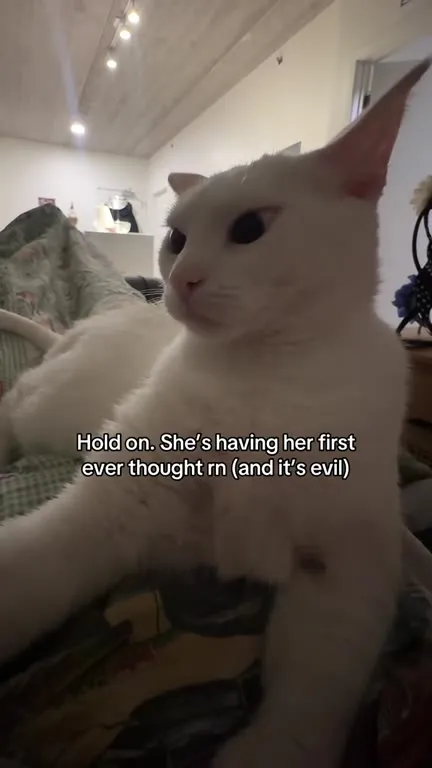 White Cat Has an Evil Thought