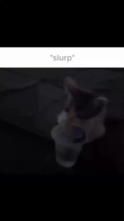Cat Slurps a Drink