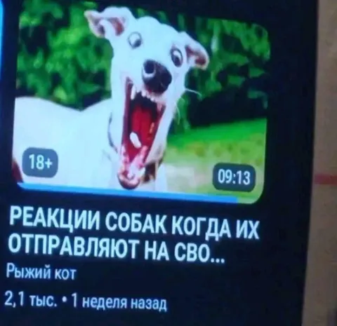 Реакции собак на СВО