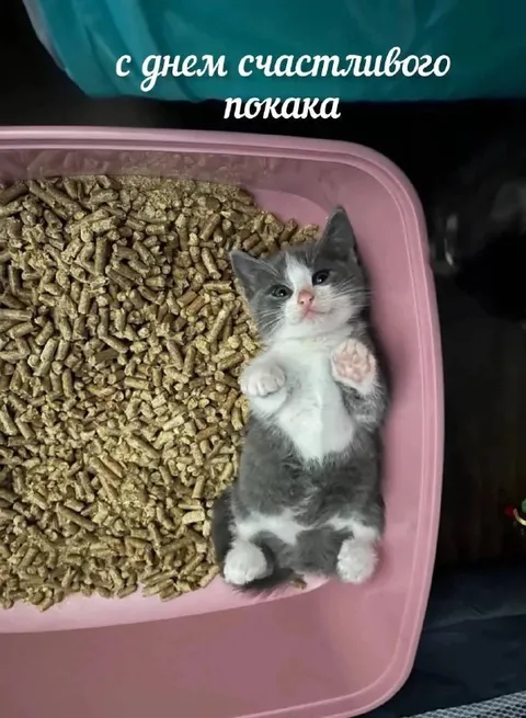Котёнок в лотке желает счастья