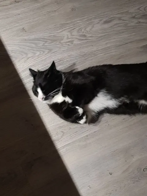 Кот лежит на полу