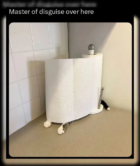 Master of Disguise Cat